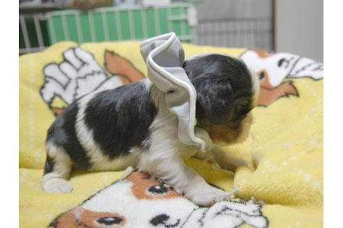 成約済の埼玉県のキャバリアキングチャールズスパニエル-52517の4枚目